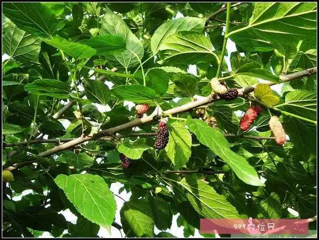 桑白皮桑白皮的副作用功效与作用