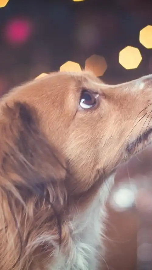 首页 动物与鸟 狗狗