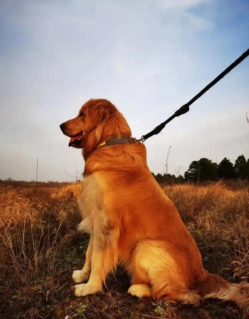 这是我老公要买的德牧犬,2200元!7个月的狗龄.