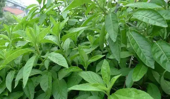 农村一种常见的野草,被称为"救命草",对糖尿病高血压都有奇效_明月草