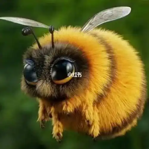 大概是全世界最可爱的小蜜蜂了吧