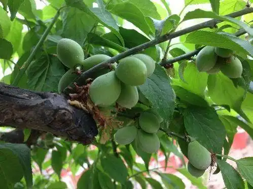 关于梅花的果实?