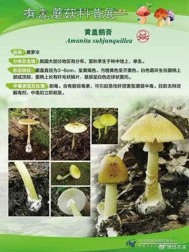 卖50元一斤连州这种野味正大量上市有人很喜欢吃有人却很怕它