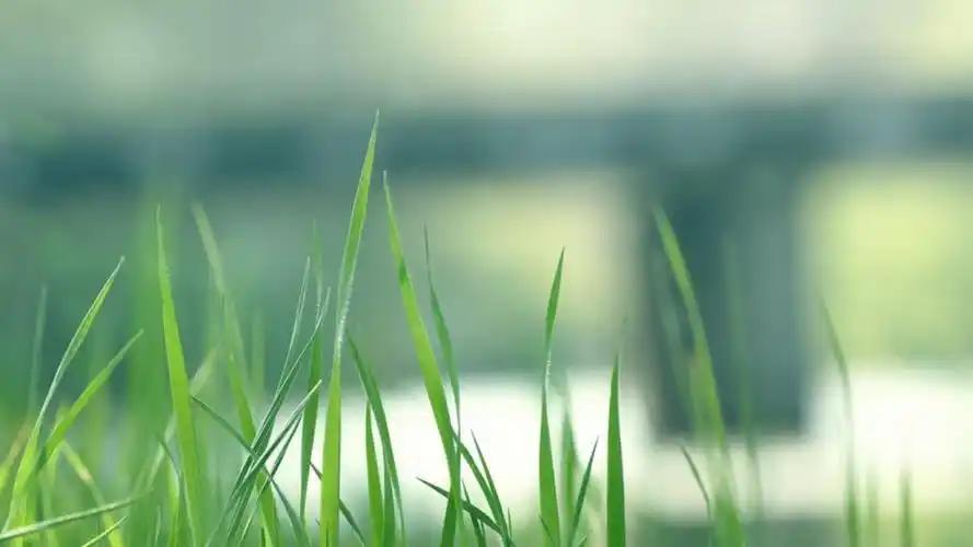 唯美绿色小清新植物高清桌面壁纸