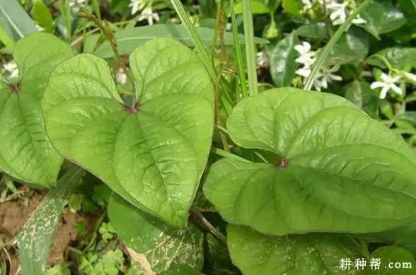 山药的叶子有什么特点?