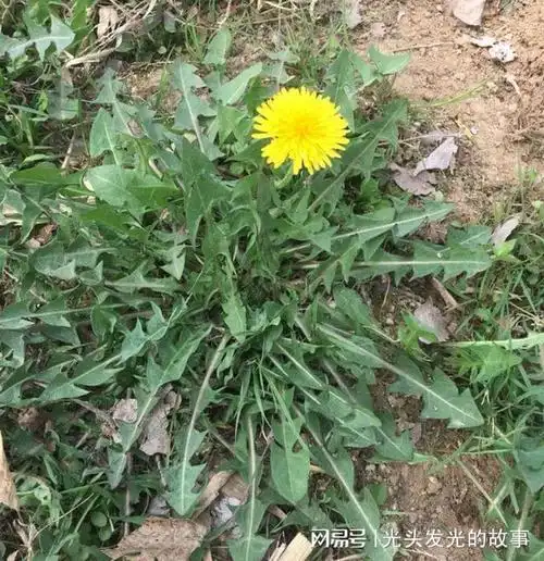 涨知识不吃亏|柳蒿|苦菜|凉拌|荠菜|竹笋|马齿苋_网易订阅