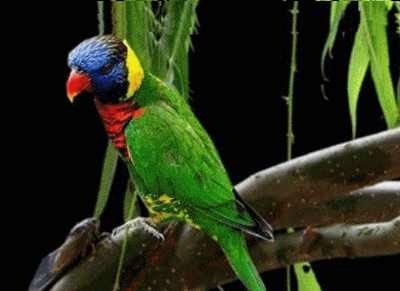 吴江赋鹦鹉,落笔超群英 - 闲驾月舟 - 闲驾月舟