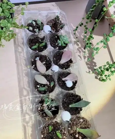 图文热搜词创作任务 #自制花盆做法 - 抖音