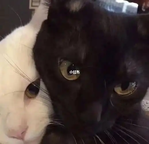 这对猫咪情头也太像大强和小兰花啦