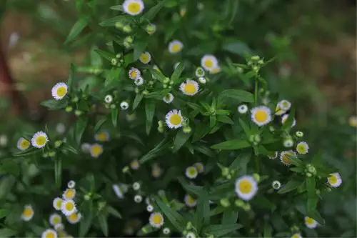 阳光下的飞蓬草