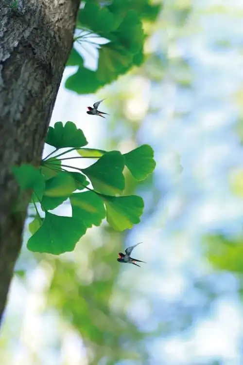 二十四节气立春绿色清新风景海报