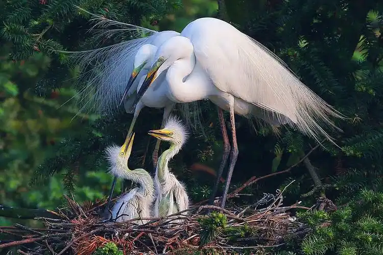 高贵大气的白鹭