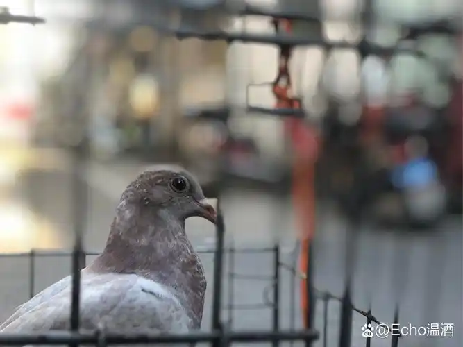 牢笼里的和平鸽
