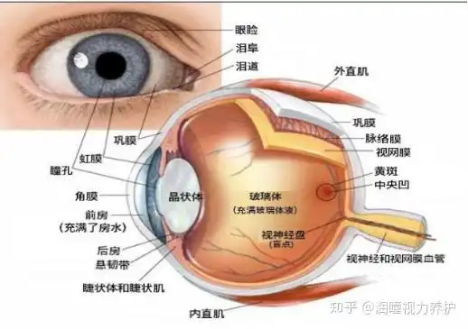 近视眼明明不可逆,为什么视力还能提升呢!