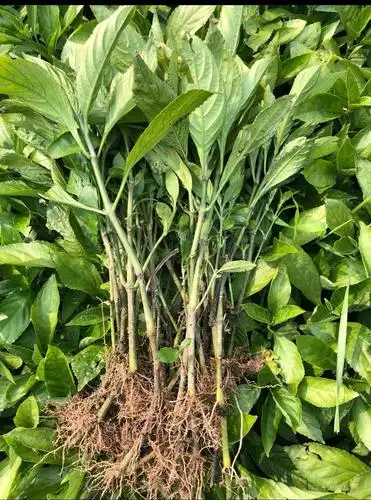 板蓝根种植每亩利润(懒人种植十大紧缺药材) - 123植物网