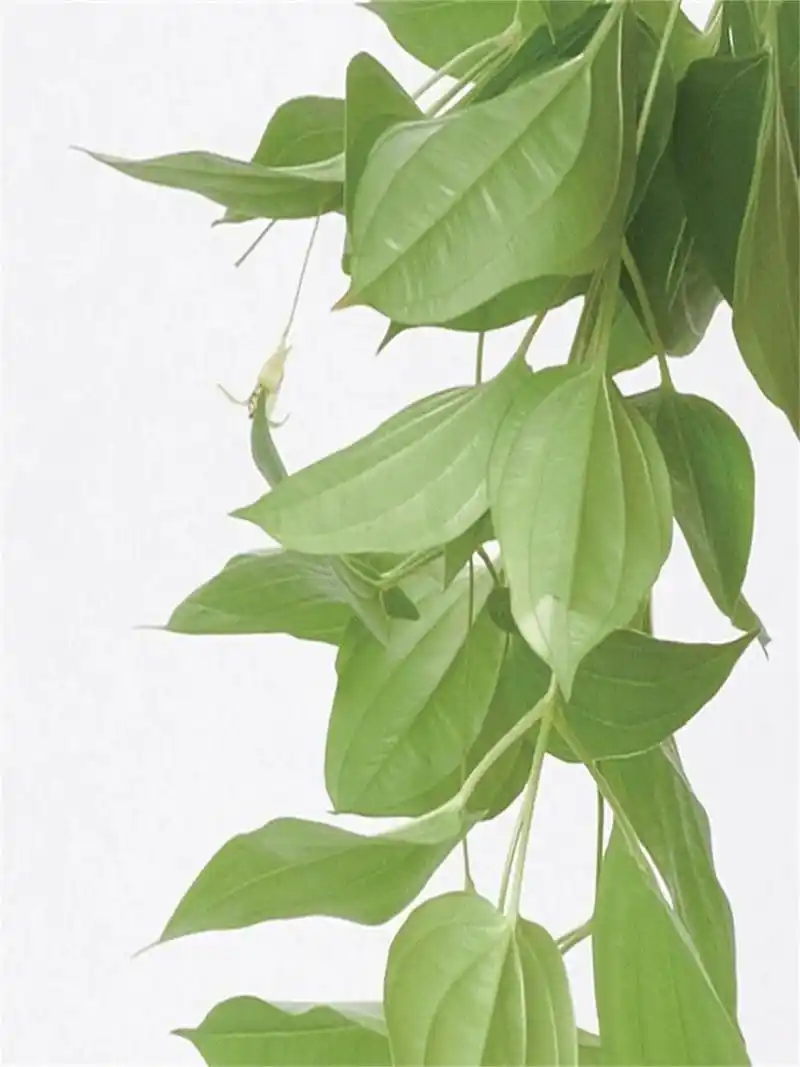 学名:stemona japonica  94 插花中的绿色魅力:  百部,这款绿色植物