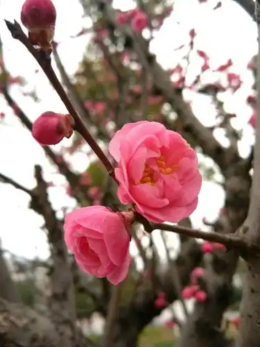 写尽一生寒,不及半枝梅