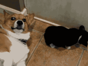 萌到心头的萌物gif动图_动态图_表情包下载_soogif