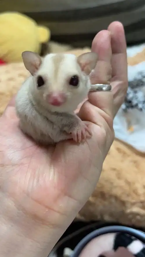 深圳便宜出几只成年蜜袋鼯