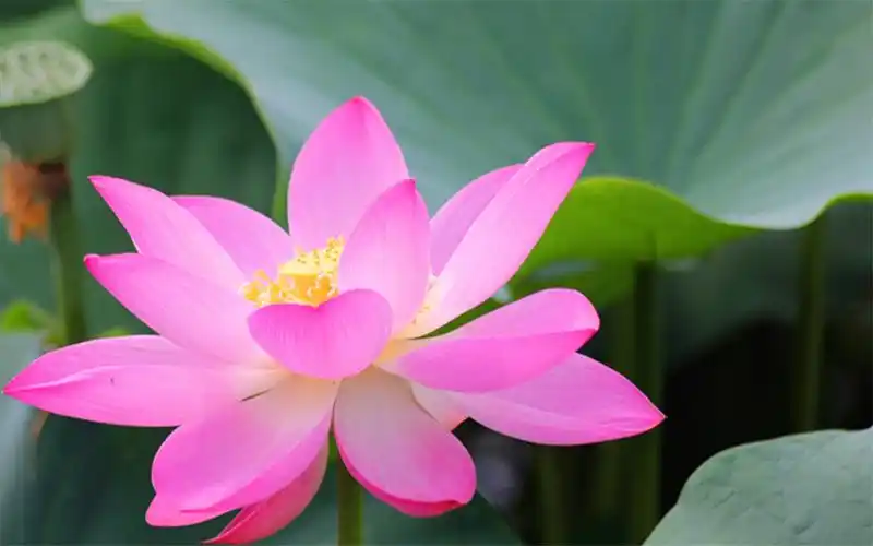 夏季美丽的荷花高清特写图片桌面壁纸 第二辑高清大图预览1920x1200