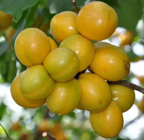 "金光"杏梅开摘,持证可享免费品尝,"买五送一"