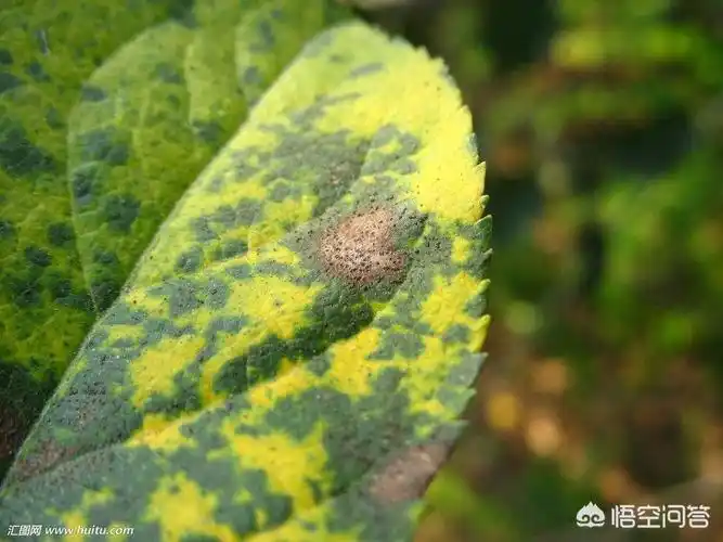 惹人烦恼的苹果褐斑病治理起来竟然如此简单