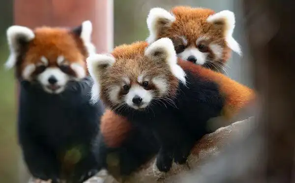 图片[16]-全球十大最萌动物(10全球最可爱的动物)-萌草酱