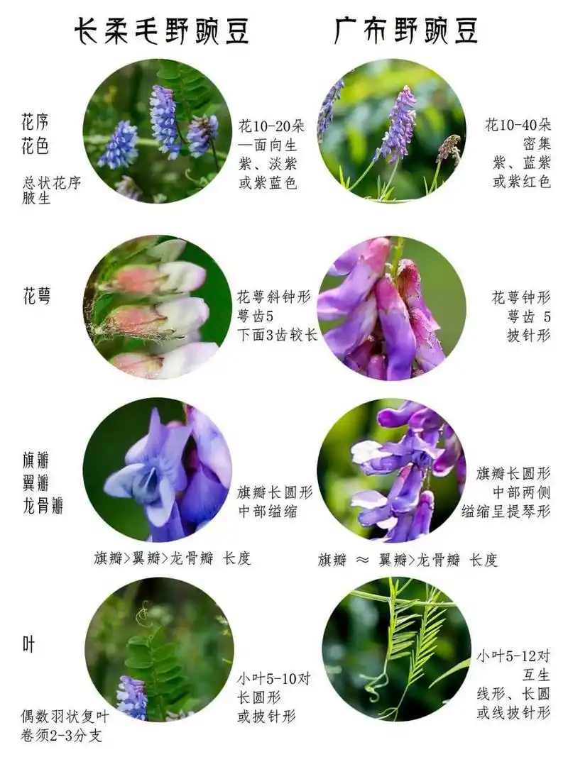 采薇之薇,来认春天5种野豌豆花.