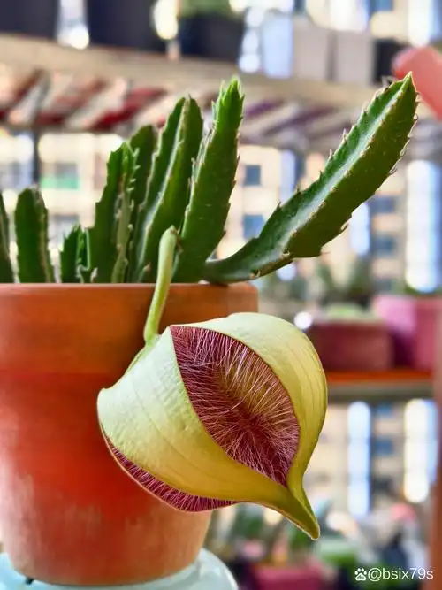 这花也太美了吧,忍不住想分享给你们～大花犀角花苞结了差不多一个月