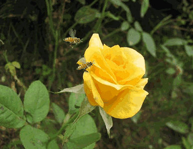 【同期 航天小蜜蜂养殖专业合作社农户 李新春 李新春过去因为个人散