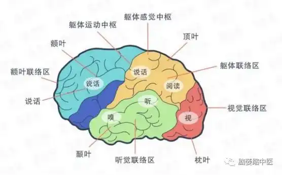 大脑的感觉功能通过特定的感受器官视觉嗅觉听觉和味觉被接受传至大脑