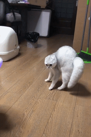 原创主人装扮成大灰狼猫咪吓得立马炸毛差点失去理智