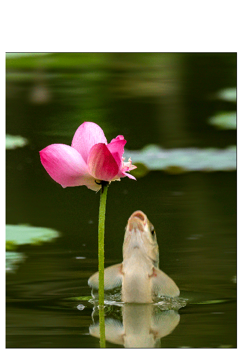 480_700竖版 竖屏gif 动态图 动图