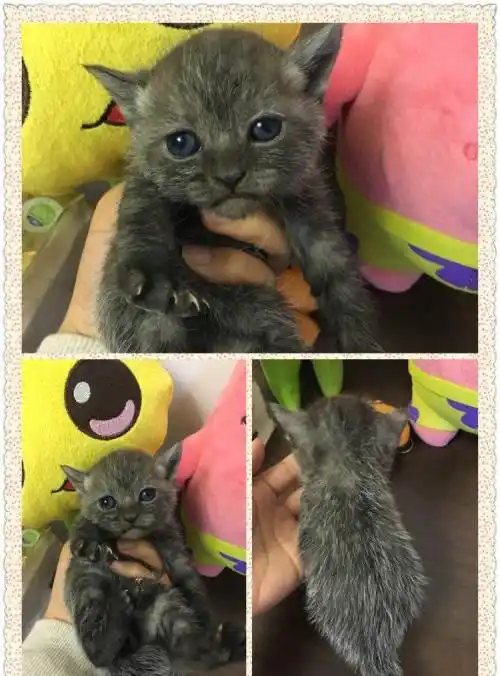 自家繁殖低价转让美短蓝猫宝宝