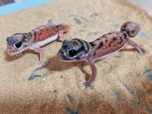 爬宠瘤尾守宫小蜥蜴细皮幼体活物肥尾原色白化无纹活体异宠活物 原色