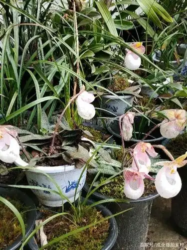 硬叶兜兰(玉女兜兰),介绍与培植方法