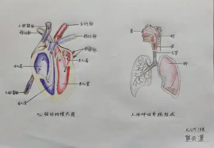 呼吸系统的结构与新冠肺炎的防控密切相关.
