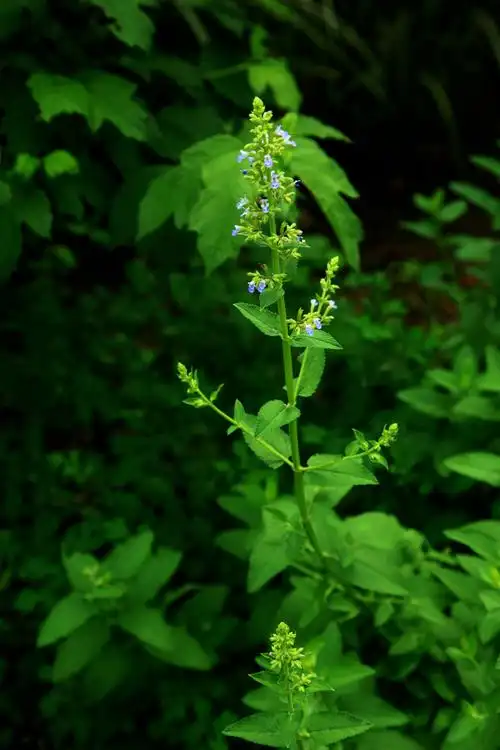初夏花木靓京城(22)
