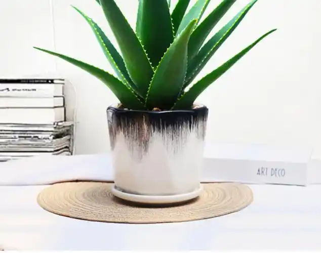 芦荟盆栽美容可食用室内植物办公室防吸好养绿植字母粉瓷盆美人芦荟带