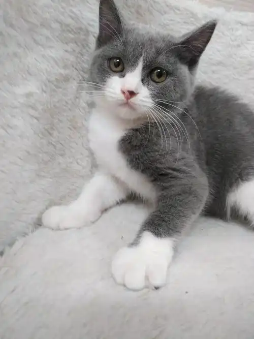 深圳英短蓝白猫找新家 价不高