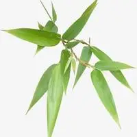 竹叶碧绿的头像我是有气节的人