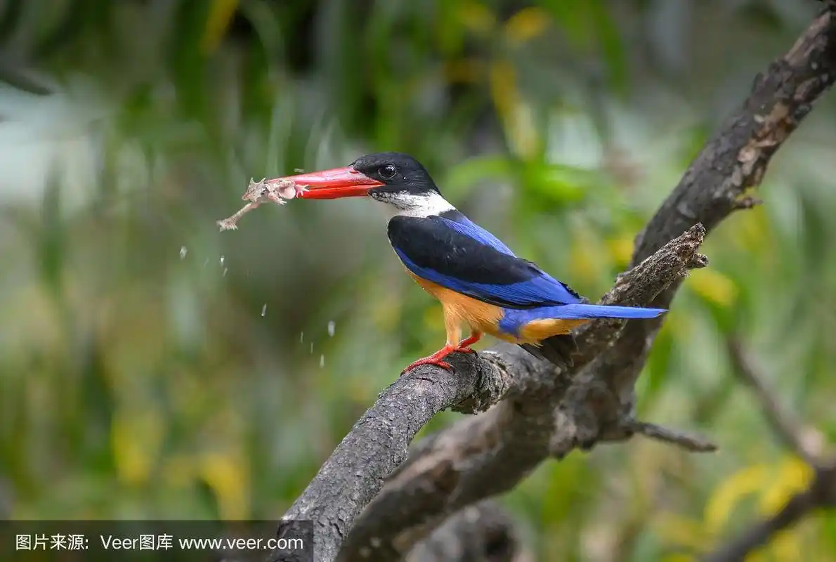 黑冠翠鸟(翡翠)