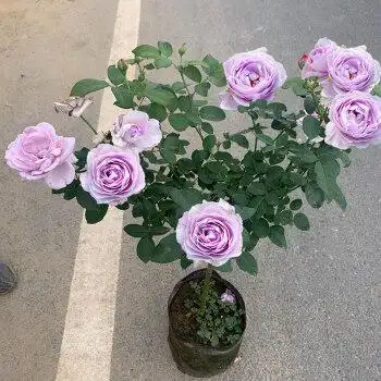 棒棒糖树桩月季花苗花卉植物庭院开玫瑰树状月季蓝色风暴15cm粗不含盆