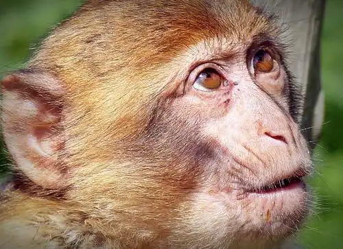 动物, 猴子, 面孔, 头, 自然, 野生动物, 灵长类, 野生