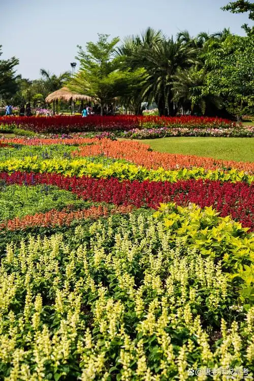 金珠花海景区 金珠花海景区位于广东省汕头市澄海区,是一个以花卉为
