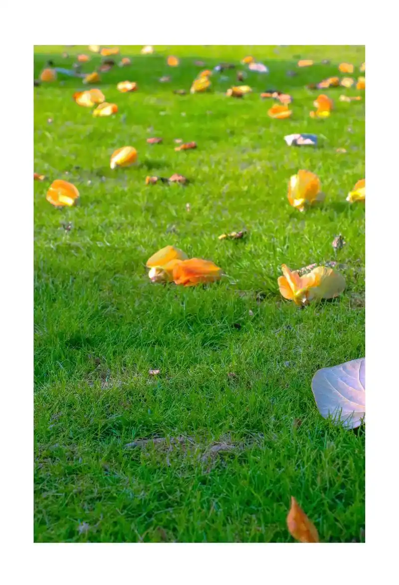 一花一世界,再小的生命也会如夏花般绚烂,小草青青,花香飘飘, - 抖音