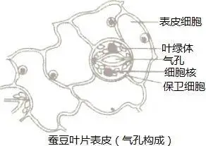 用显微镜观察蚕豆叶片下表皮的气孔,可能看到的物像是图中的( )a.b.c.