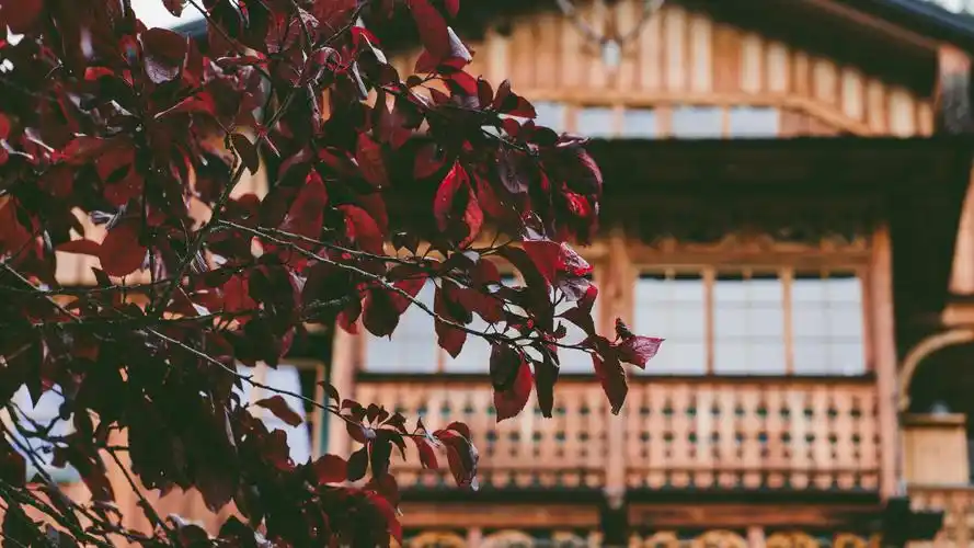 下载壁纸 3840x2160 uhd 4k极清 红叶,树枝,房子 桌面背景