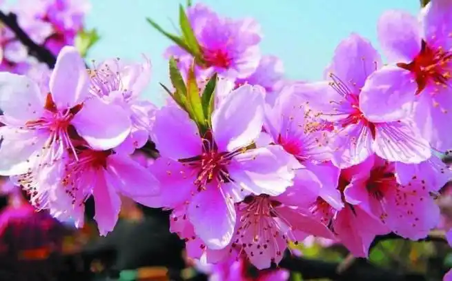 八字看什么样的人有桃花运