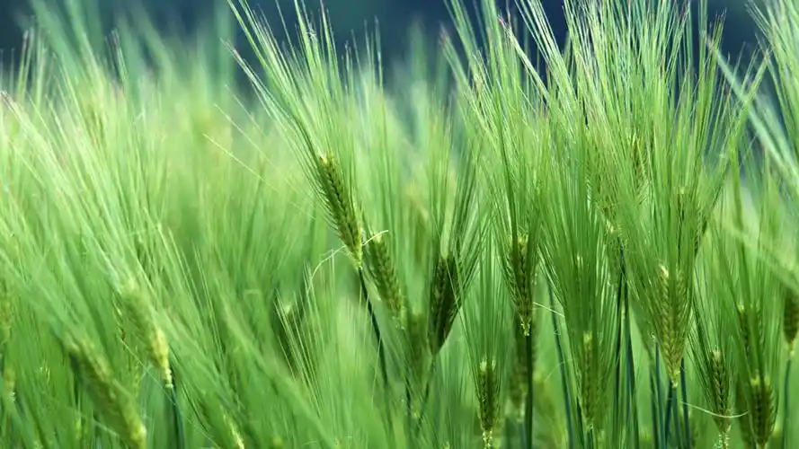 小清新自然风光绿色护眼桌面壁纸